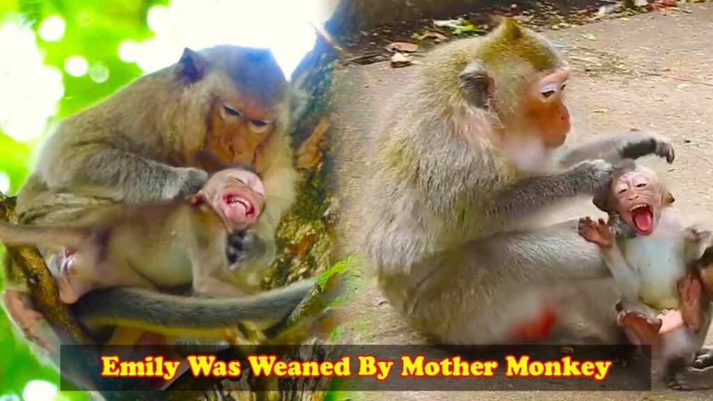 Mommy Monkey Starts Weaning Baby Emily, and Her Little One Reacts With Loud Screams! 🐒😭💔 | An Emotional Monkey Moment
