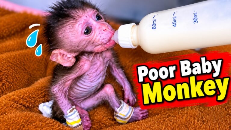 A Tiny, Skinny Newborn Monkey Learns to Take a Bottle