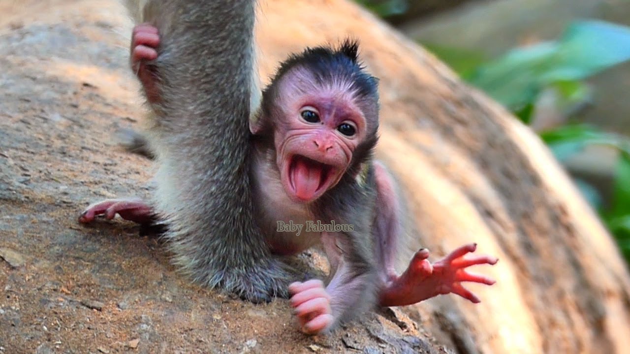 One-day-old baby macaque Bessie grips tight to her mother's fur, mouth open wide