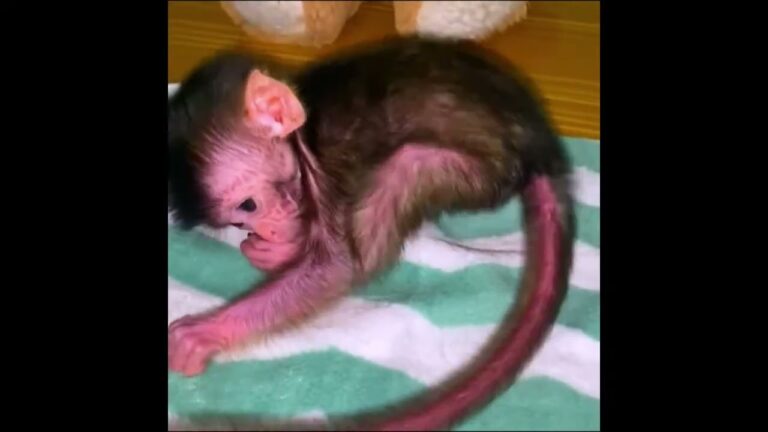 A Newborn Monkey’s Bath Time, Hand-Held and Gentle