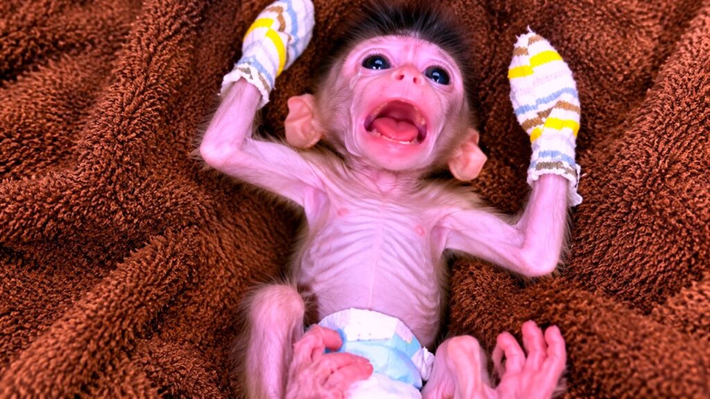A Newborn Monkey's Cry for a Late Bottle