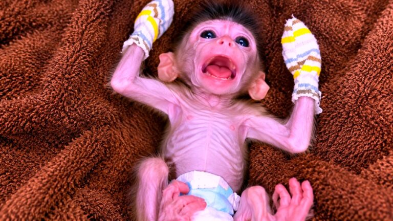 A Newborn Monkey’s Cry for a Late Bottle