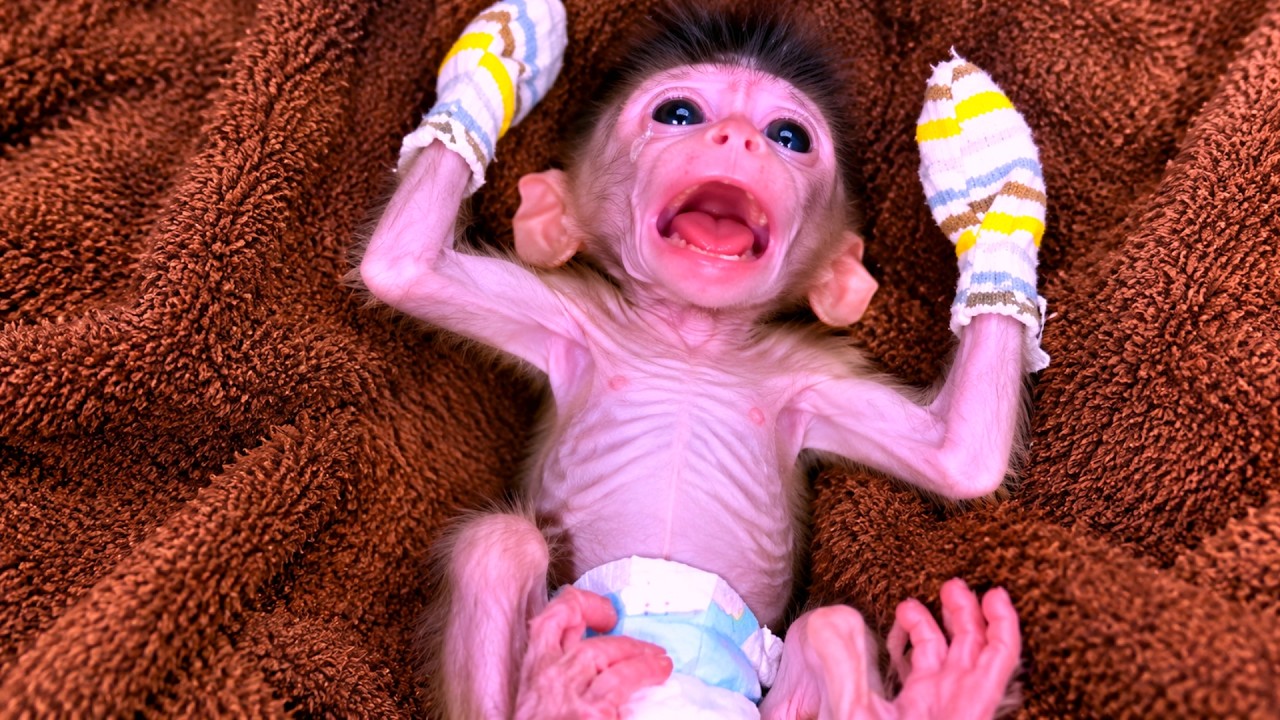 A skinny newborn monkey cries with arms raised, dressed in mittens and a diaper